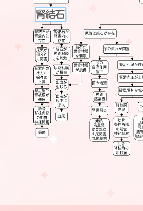 尿路結石の関連図：合併症③腎盂腎炎
