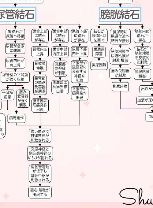 尿路結石の関連図：症状②血尿