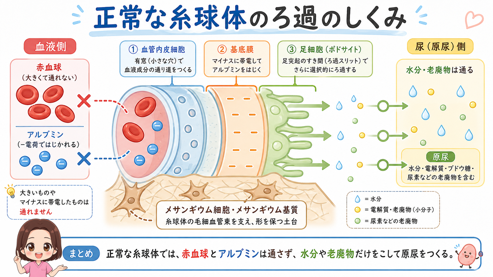 正常な糸球体のろ過のしくみ。血管内皮細胞・基底膜・足細胞の3層で赤血球とアルブミンを通さないことを示した図解