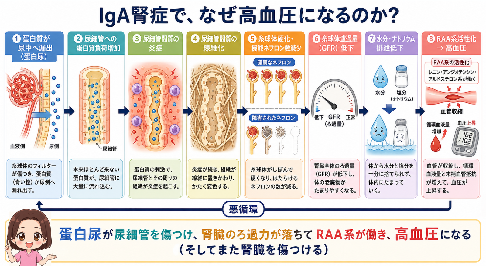 IgA腎症で高血圧になるしくみの図解。蛋白尿による尿細管への負荷から尿細管間質の線維化、糸球体硬化、GFR低下、RAA系の活性化を経て高血圧に至るまでの8ステップ
