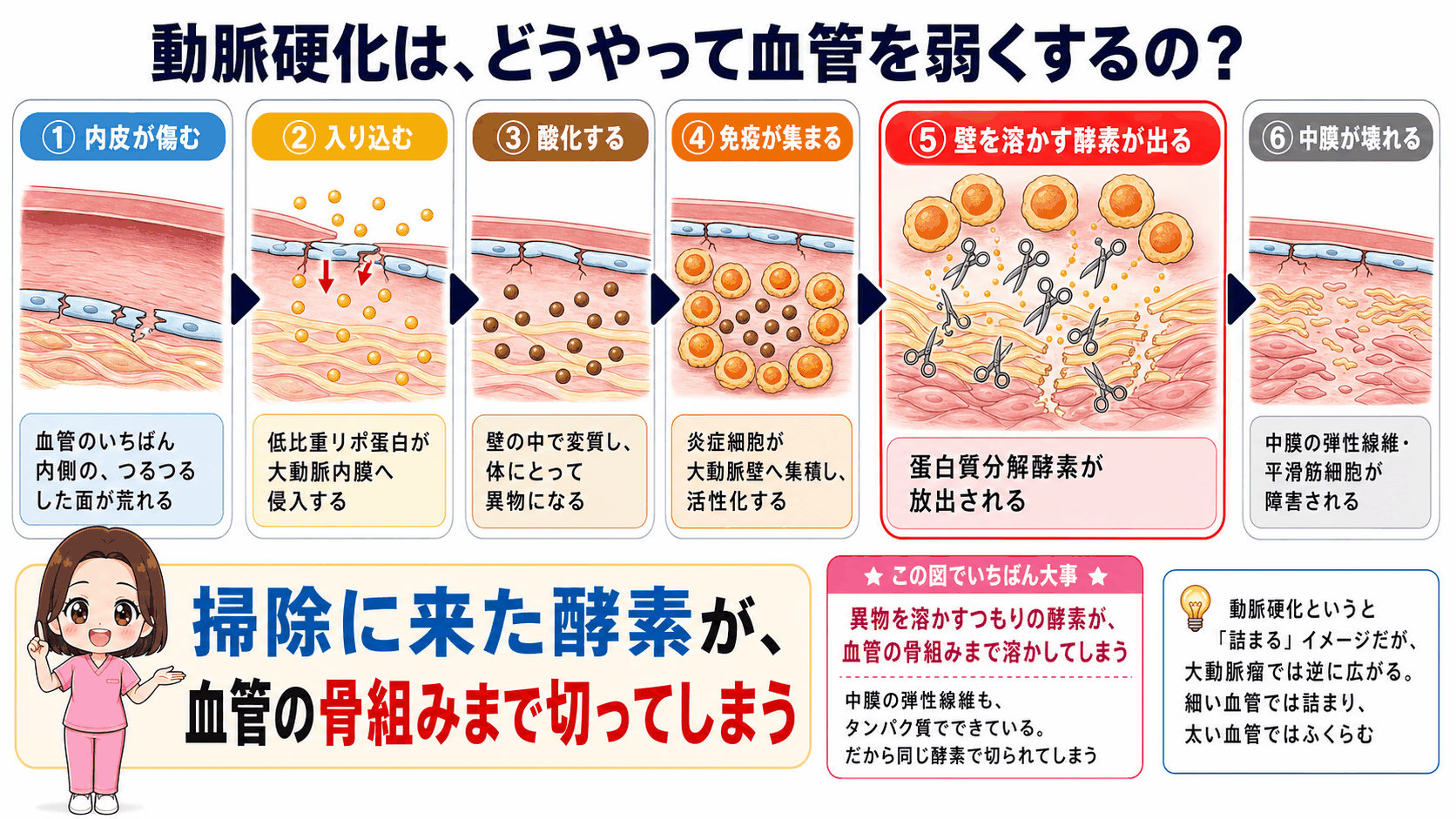 動脈硬化が血管を弱くするしくみの図解。血管内皮が傷み、低比重リポ蛋白が内膜へ侵入して酸化し、炎症細胞が集まって蛋白質分解酵素を放出し、中膜の弾性線維が障害される流れを示している