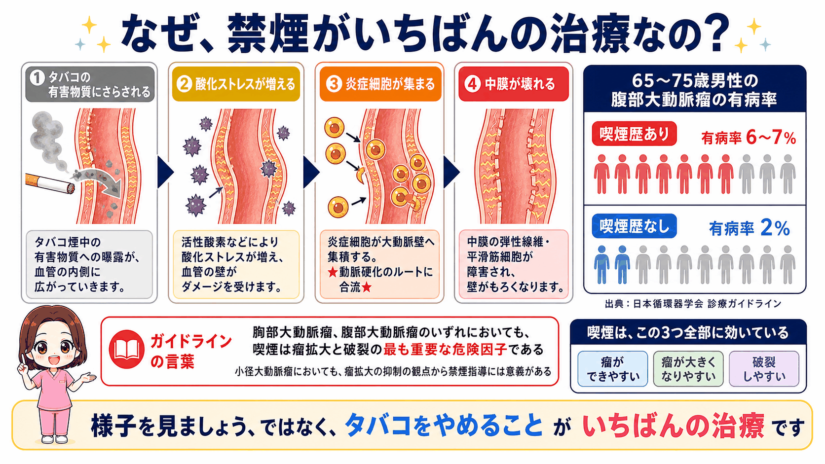 喫煙と腹部大動脈瘤の関係を示した図解。タバコの有害物質への曝露から酸化ストレスが増え、炎症細胞が集まって中膜が壊れる流れと、65〜75歳男性の有病率が喫煙歴ありで6〜7%、なしで2%であることを示している