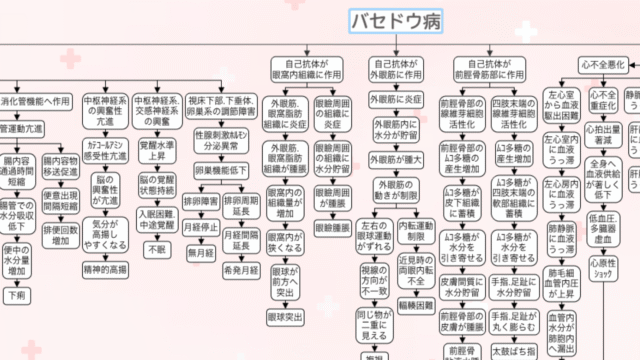 バセドウ病の関連図の全体像。自己抗体が眼窩内組織・外眼筋・前脛骨筋部に作用する枝と、甲状腺ホルモンによる全身の症状の枝が広がっている