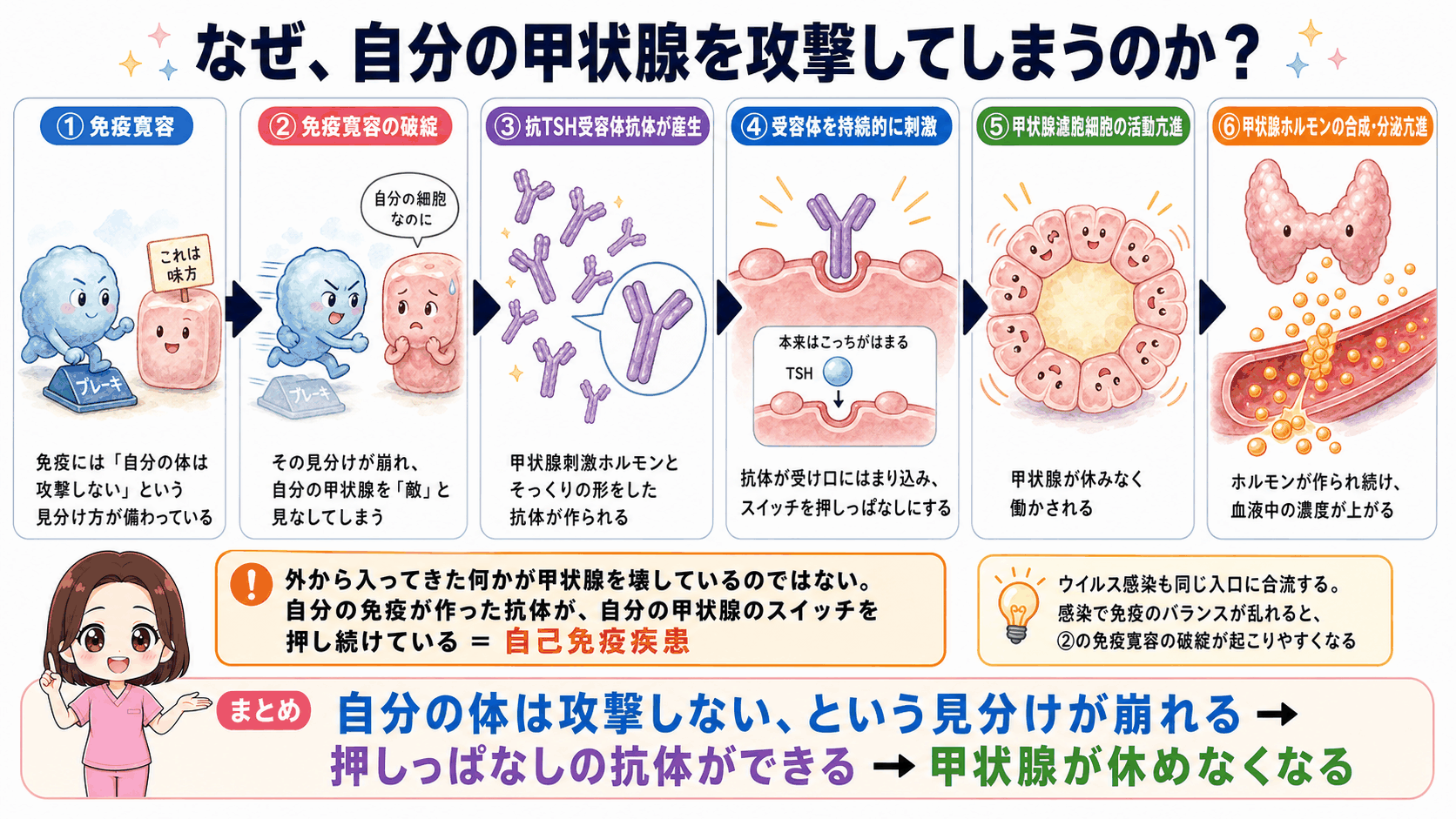 バセドウ病で自分の甲状腺を攻撃してしまうしくみの図解。免疫寛容が破綻して抗TSH受容体抗体が作られ、受容体を持続的に刺激して甲状腺ホルモンの合成・分泌が亢進するまでの6ステップ