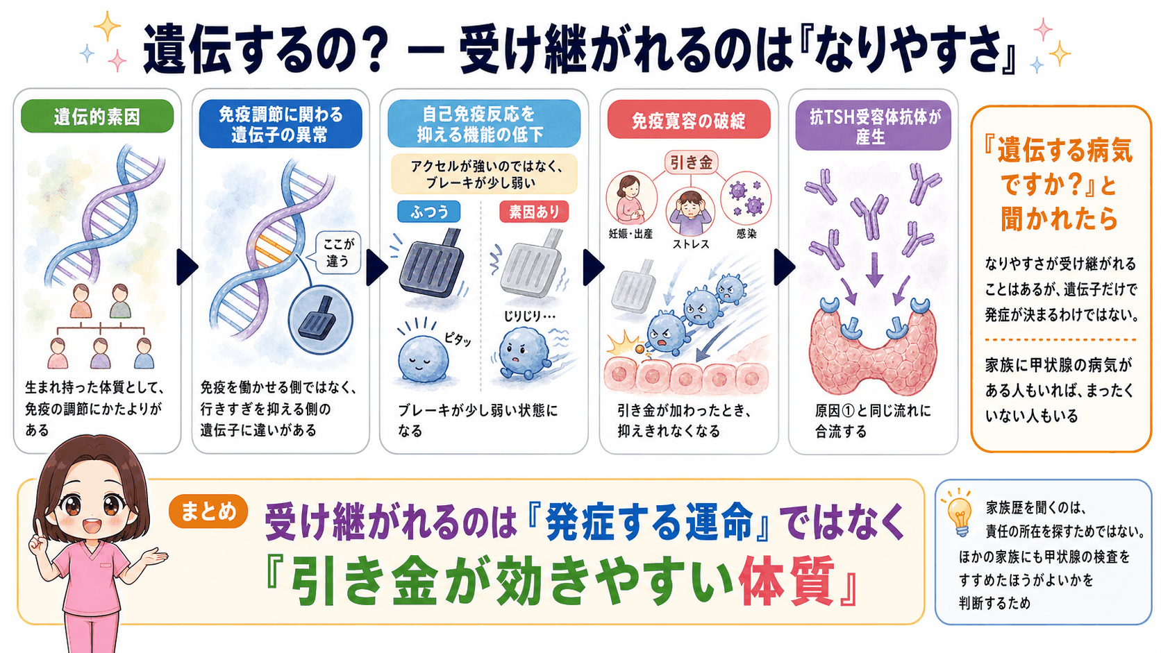 バセドウ病と遺伝の関係をまとめた図解。免疫調節に関わる遺伝子の異常で自己免疫反応を抑える機能が低下し、アクセルが強いのではなくブレーキが弱い状態になること、受け継がれるのは発症する運命ではなく引き金が効きやすい体質であることを示している