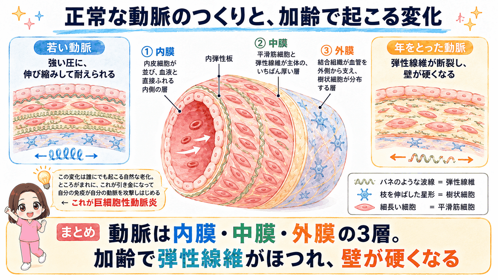 正常な動脈の3層構造(内膜・中膜・外膜)と、加齢で弾性線維が断裂して壁が硬くなる変化を、若い動脈と年をとった動脈で比べた図解