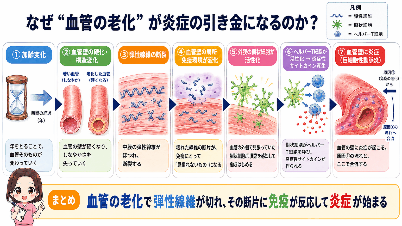 血管の老化が炎症の引き金になるしくみの図解。弾性線維の断裂から外膜の樹状細胞が活性化し、ヘルパーT細胞と炎症性サイトカインを経て血管壁の炎症に至る7ステップ