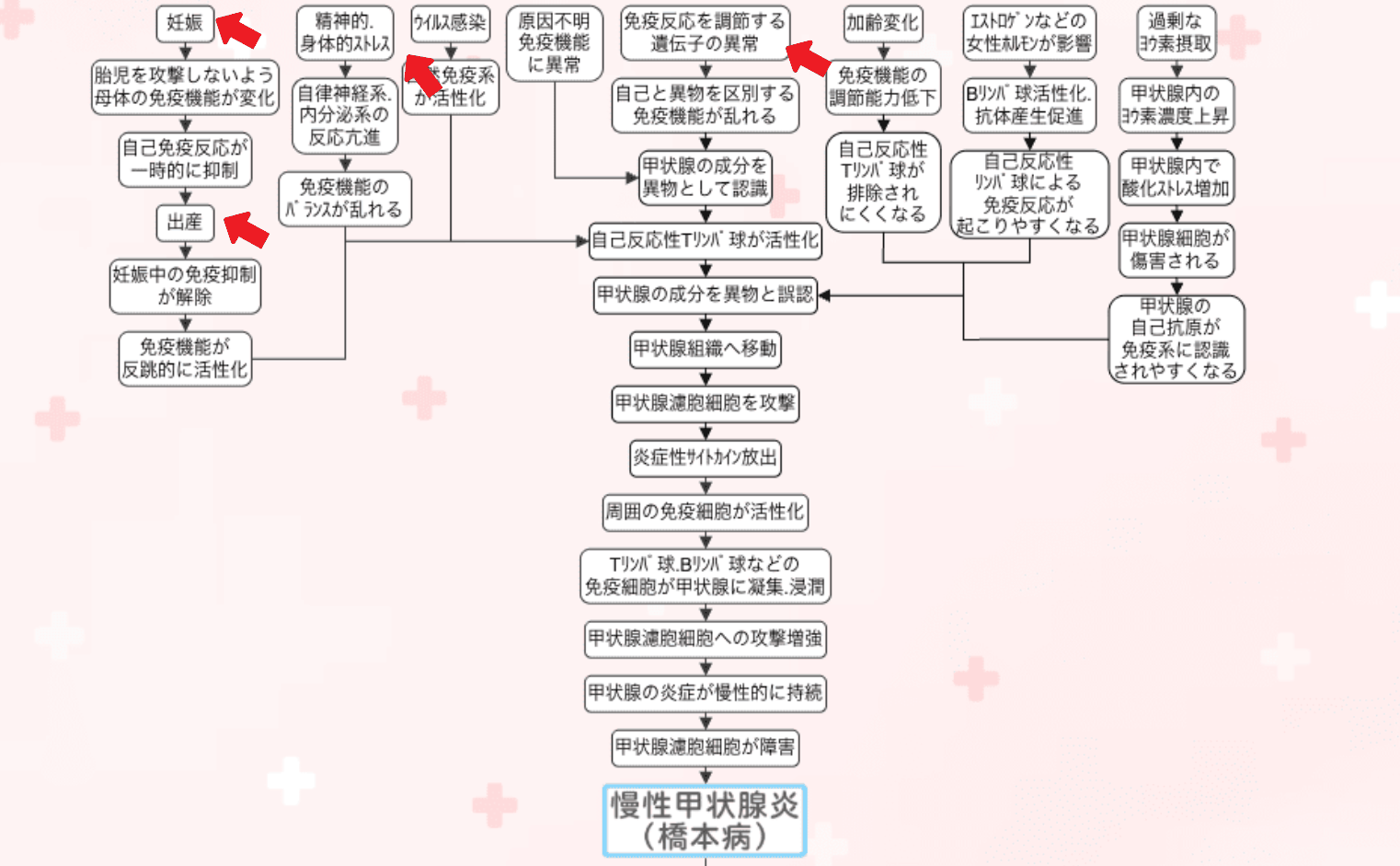 橋本病の原因の関連図。遺伝的要因・妊娠・出産・精神的身体的ストレスなどの入口から、自己反応性Tリンパ球が活性化し、甲状腺の成分を異物と誤認して甲状腺濾胞細胞を攻撃、慢性の炎症が持続して慢性甲状腺炎（橋本病）に至るまでを矢印でつないだ図