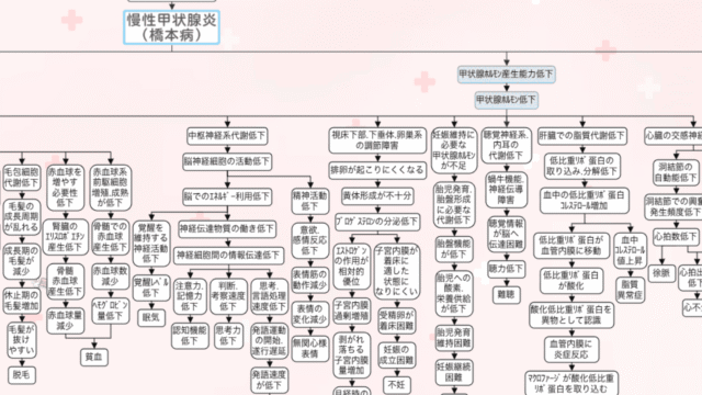 橋本病の関連図。慢性甲状腺炎（橋本病）から甲状腺ホルモン産生能力低下を経て、全身の症状へ広がっていく全体像