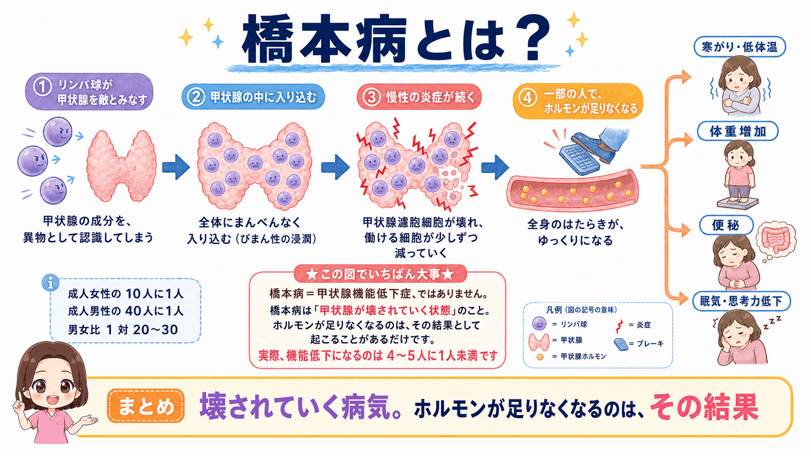 橋本病の全体像の図解。リンパ球が甲状腺を敵とみなし、甲状腺の中に入り込んで慢性の炎症が続き、一部の人でホルモンが足りなくなる流れを示している。橋本病は甲状腺機能低下症という意味の病名ではなく、機能低下になるのは4〜5人に1人未満であることを伝えている