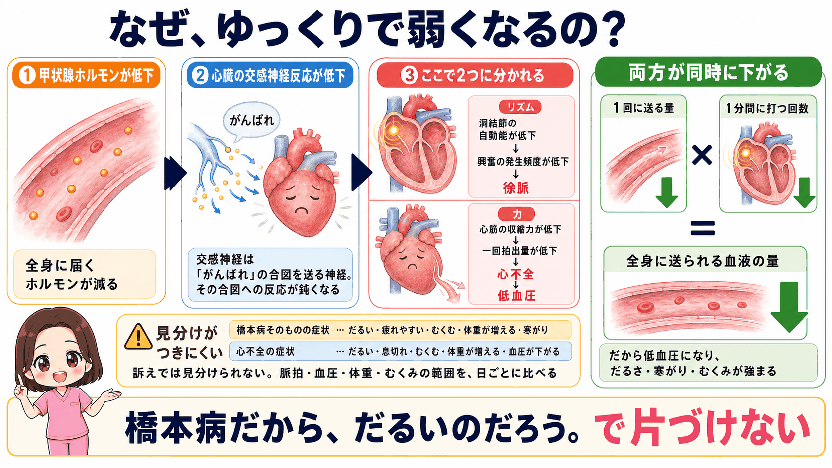 橋本病で心不全が起こるしくみの図解。心臓の交感神経反応が低下して、洞結節の自動能低下による徐脈と、心筋の収縮力低下による心不全の2つに分かれる流れを示し、1回に送る量と1分間に打つ回数の両方が同時に下がることを伝えている