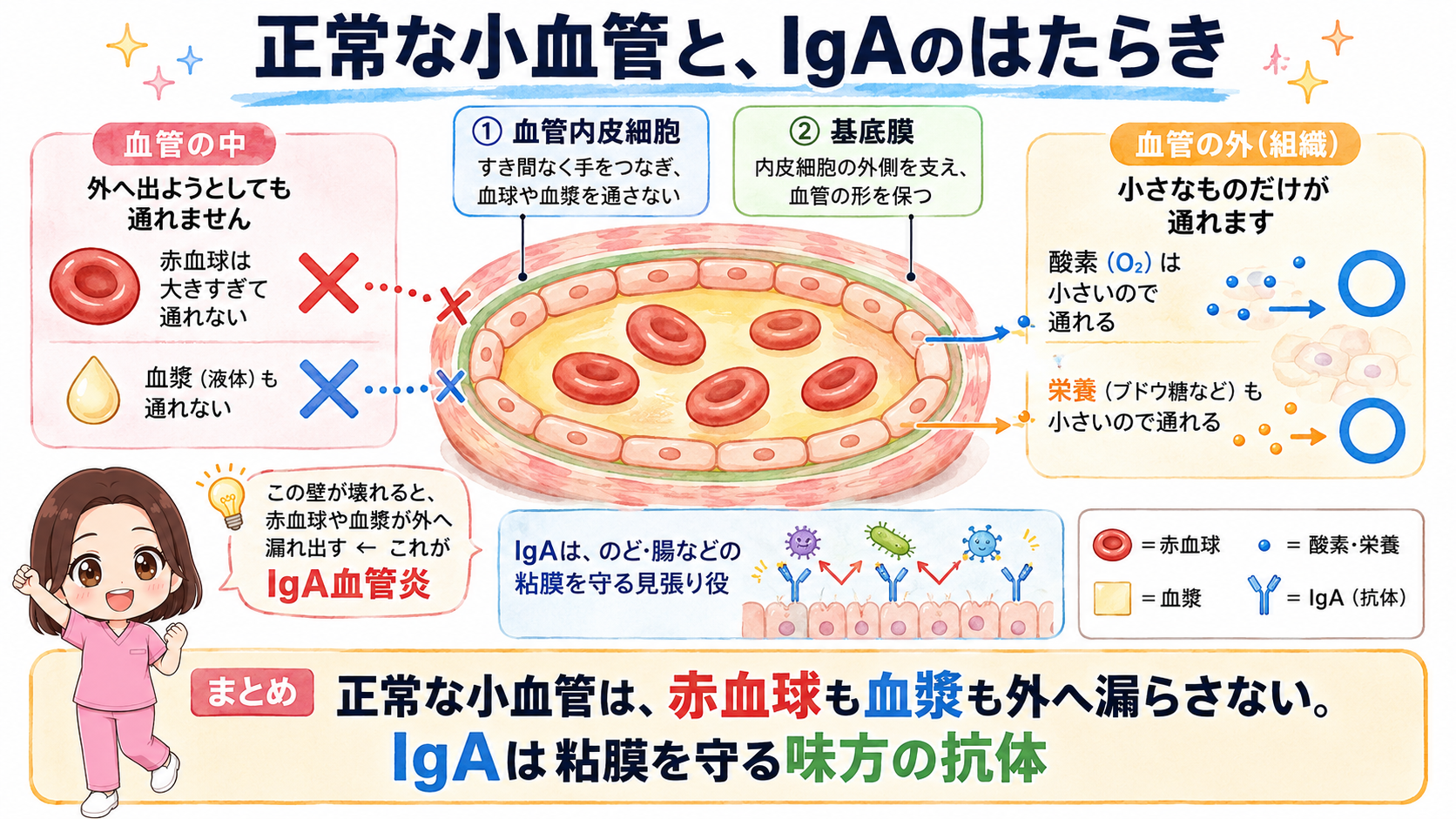 正常な小血管のつくりとIgAのはたらき。血管内皮細胞と基底膜が赤血球も血漿も通さないことを示した図解