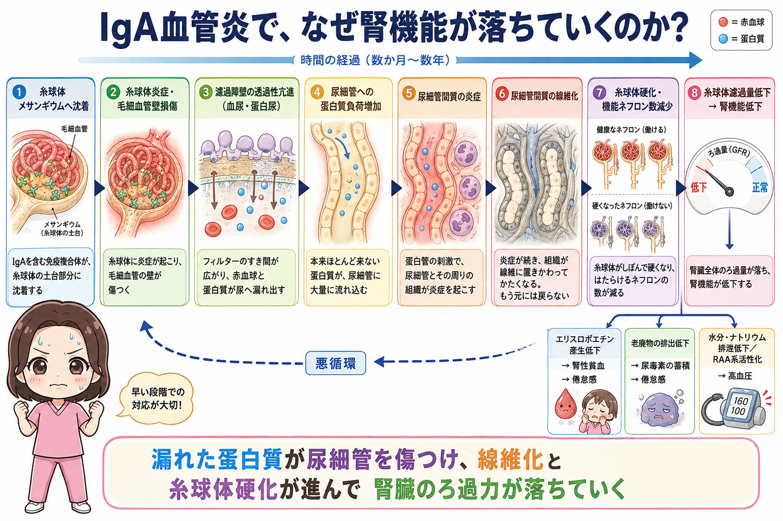 IgA血管炎で腎機能が落ちていくしくみの図解。糸球体への沈着から蛋白尿、尿細管間質の線維化、糸球体硬化を経て腎機能低下と悪循環に至る8ステップ