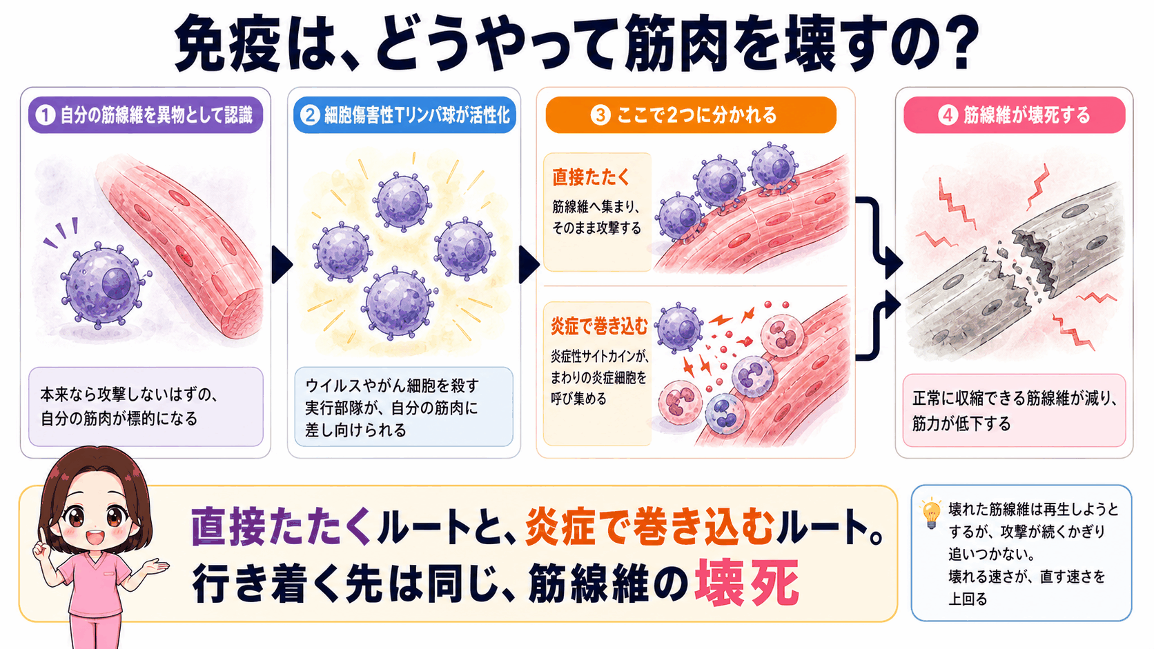 免疫が筋肉を壊すしくみの図解。自分の筋線維を異物として認識し細胞傷害性Tリンパ球が活性化したあと、直接たたくルートと炎症で巻き込むルートの2つに分かれ、どちらも筋線維の壊死に行き着く流れを示している