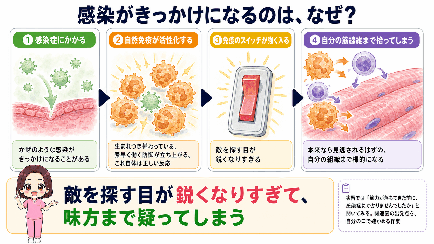 多発性筋炎の原因のうち感染症に合併して発症する流れの図解。感染で自然免疫が活性化し、免疫のスイッチが強く入ることで、自分の筋線維まで標的として拾ってしまう流れを示している
