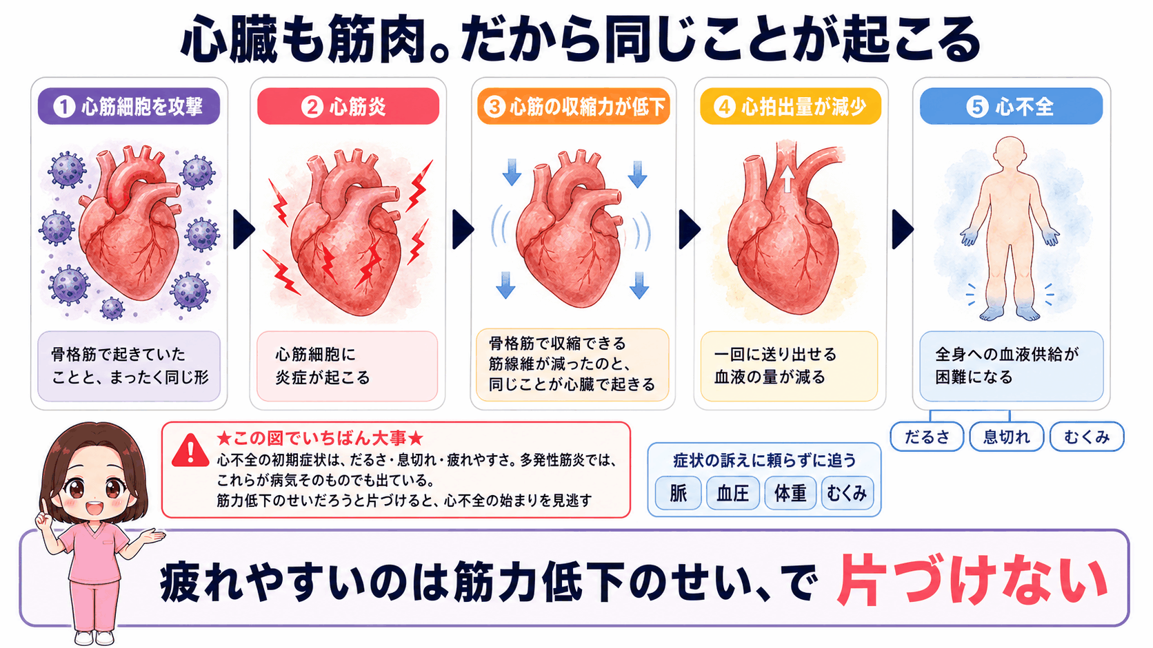 多発性筋炎で心不全が起こるしくみの図解。心筋細胞が攻撃されて心筋炎となり、心筋の収縮力が低下して心拍出量が減少し心不全に至る流れを示し、心不全の初期症状が病気そのものの症状と重なることを注意点として示している