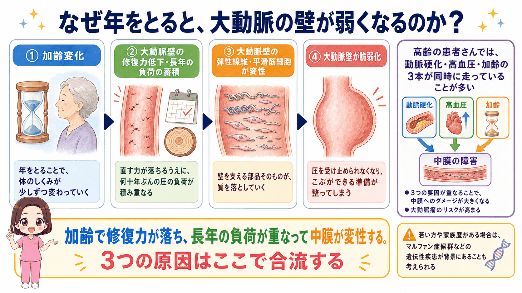加齢で大動脈の壁が弱くなるしくみの図解。修復力の低下と長年の負荷の蓄積から弾性線維・平滑筋細胞が変性するまでの4ステップ