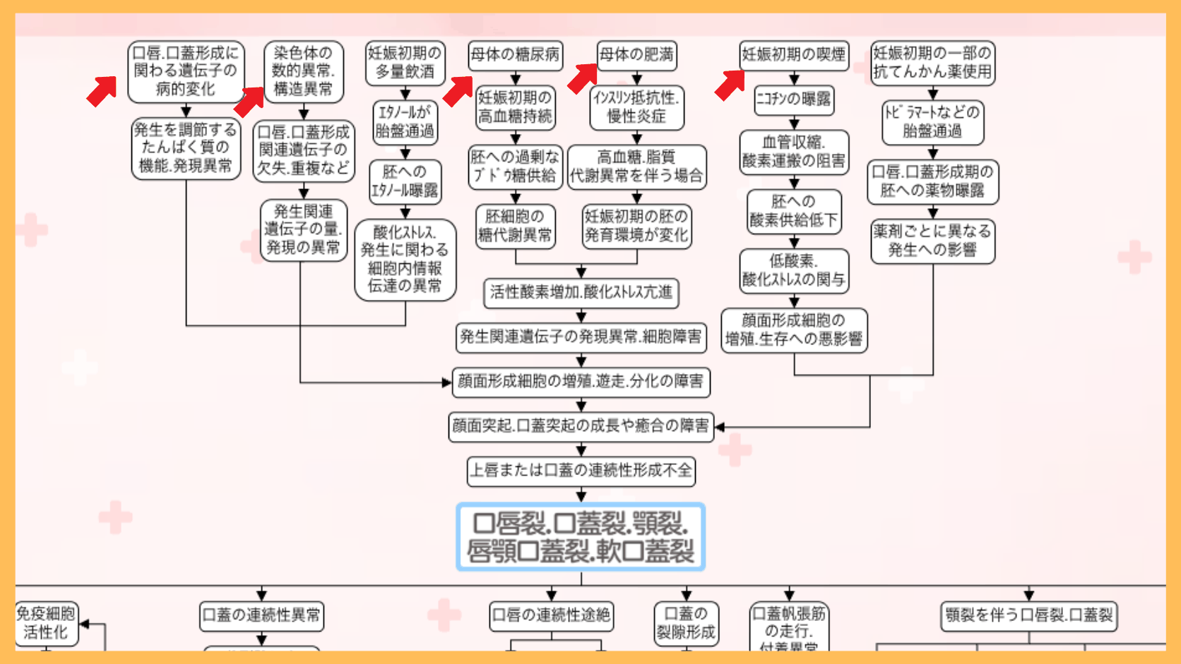 口唇裂・口蓋裂の原因の関連図。遺伝子・染色体の変化、母体の糖尿病と肥満、母体の喫煙を赤い矢印で示している