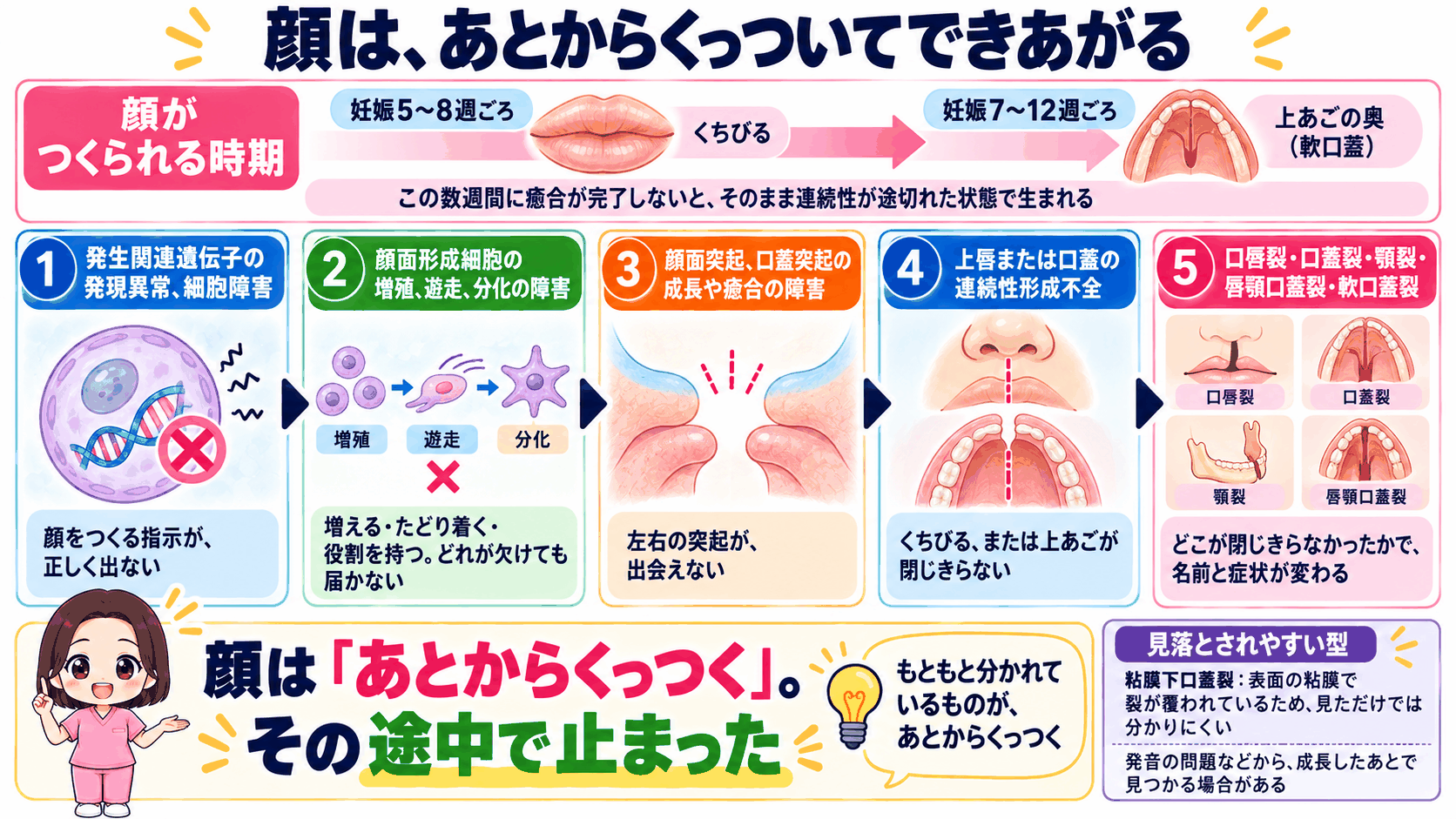 くちびるは妊娠5〜8週ごろ、上あごの奥は7〜12週ごろにでき、左右の突起が出会って癒合するまでの流れ