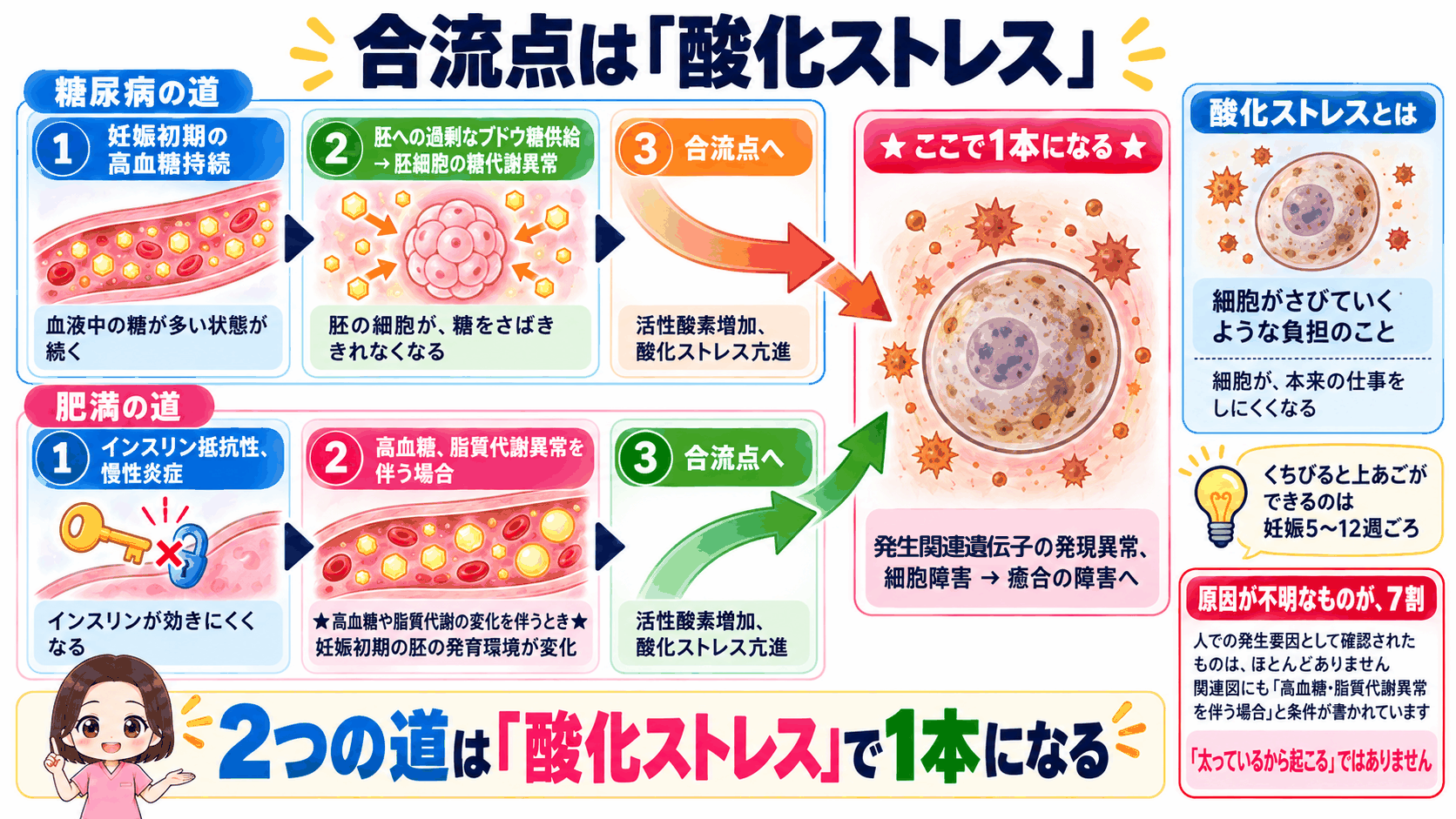 母体の糖尿病と肥満の2つの道が、酸化ストレスという合流点で1本になるまでの流れ