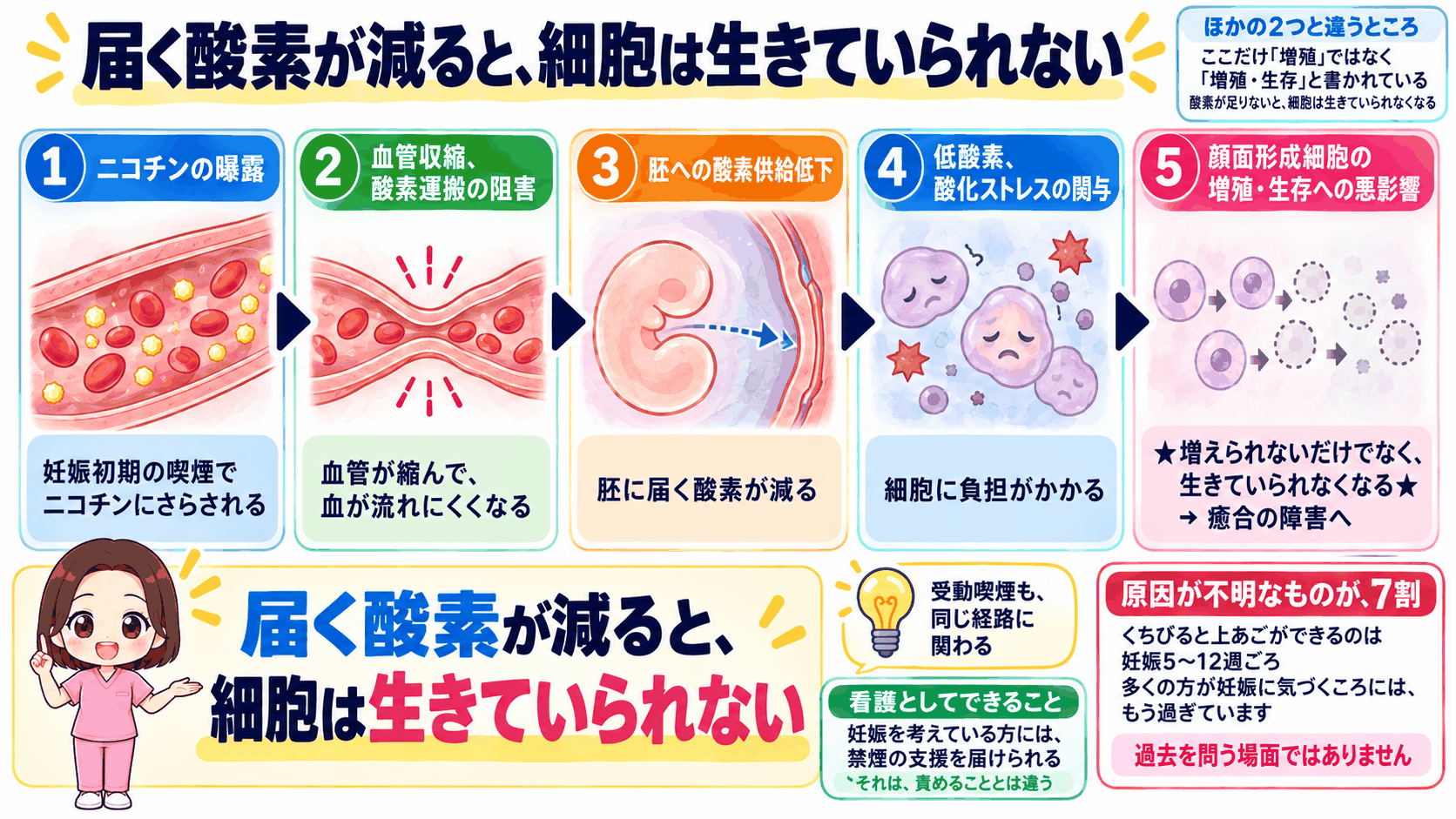 妊娠初期の喫煙で血管が縮み、胚に届く酸素が減って顔面形成細胞の増殖と生存に影響するまでの流れ
